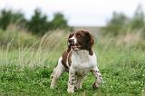 SPRINGER SPANIEL 070